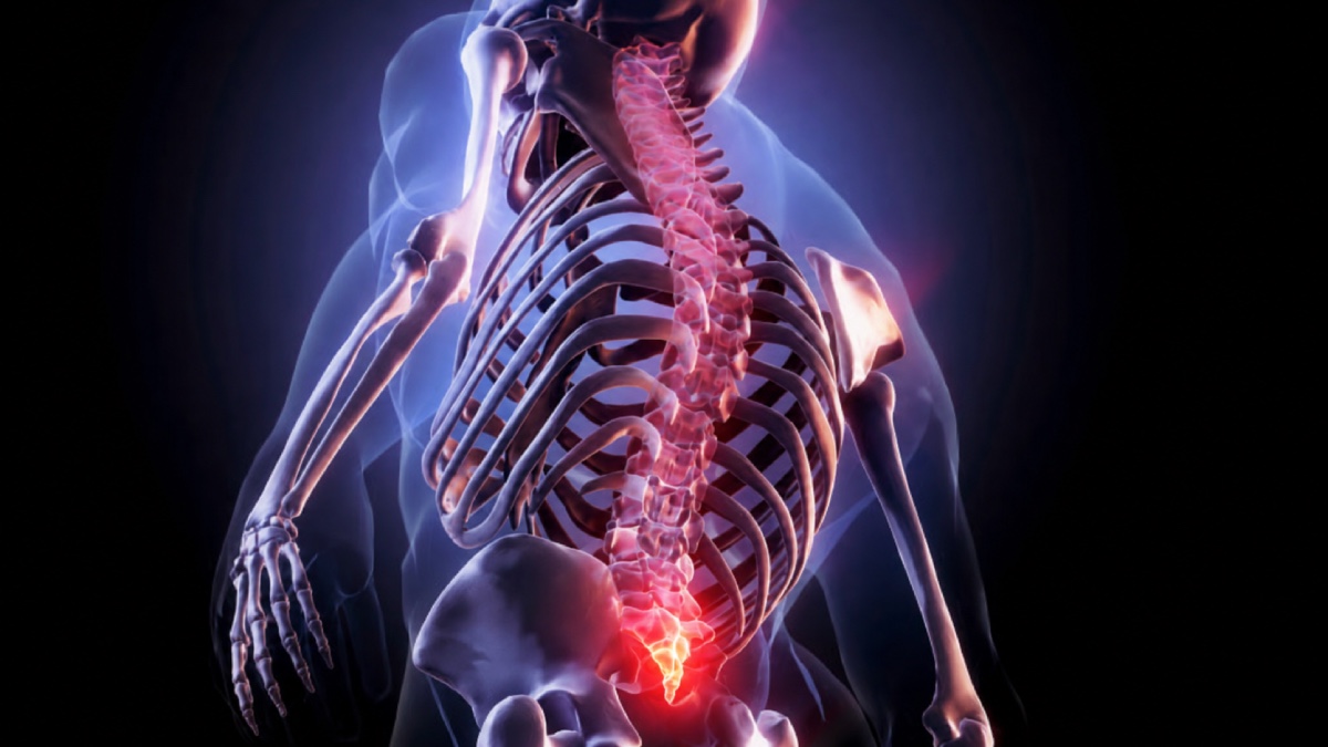 Illustration of the human skeleton with the lower spine and tailbone highlighted